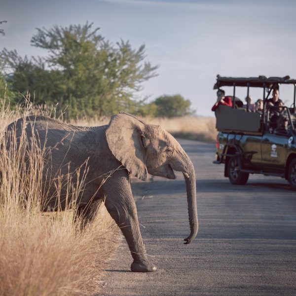 Top Tips for Booking an African Safari With An Agent